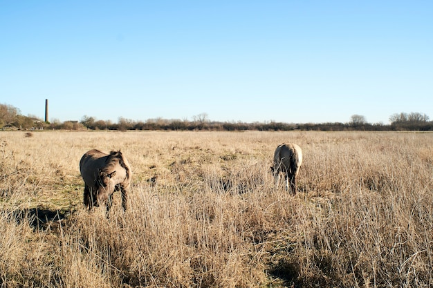Hermosa foto de lindos burros pastando en un campo lleno de pasto seco bajo un cielo azul