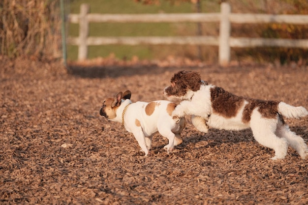 Hermosa foto de lindos perros esponjosos jugando a la mancha en un parque para perros
