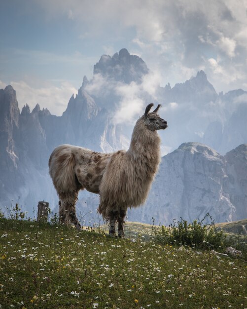 Hermosa foto de una llama blanca en el campo de hierba con montañas al fondo