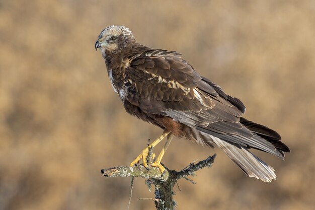 Hermosa foto de un macho Aguilucho lagunero (Circus aeruginosus) posado sobre un tronco de madera