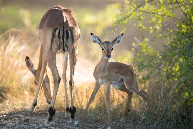 Hermosa foto de una madre antílope comiendo pastos con una cara alerta de antílope bebé