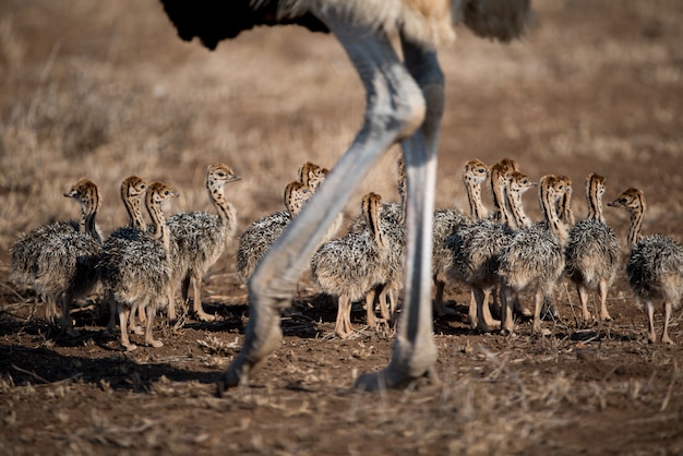 Hermosa foto de una madre avestruz con sus bebés