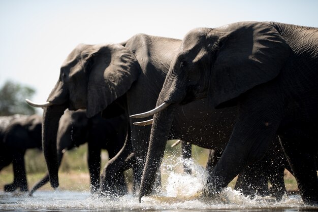 Hermosa foto de una manada de elefantes