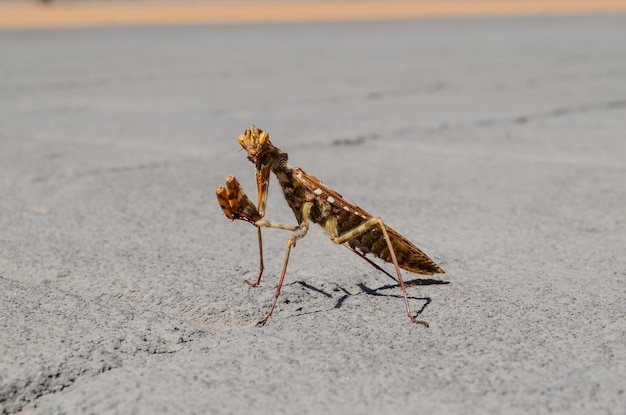 Foto gratuita hermosa foto de mantis religiosa en una carretera de hormigón