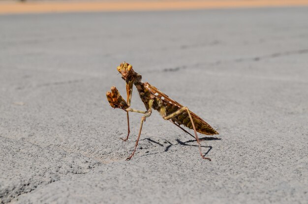 Hermosa foto de mantis religiosa en una carretera de hormigón