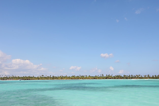 Hermosa foto del mar tranquilo rodeado de árboles verdes bajo un cielo azul claro