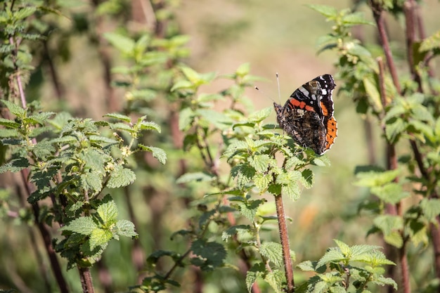 Foto gratuita hermosa foto de una mariposa de colores brillantes en una planta verde