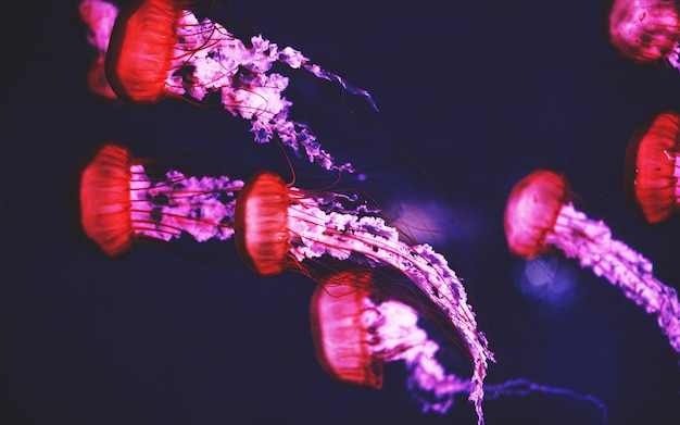 Hermosa foto de medusas rojas y moradas bajo el agua con un fondo oscuro