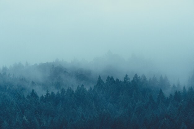 Hermosa foto de un misterioso bosque brumoso y brumoso