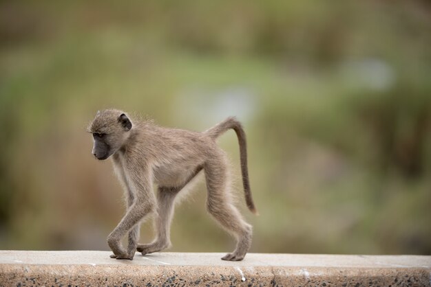 Hermosa foto de un mono bebé