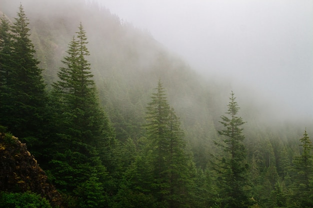 Hermosa foto de una montaña boscosa en la niebla