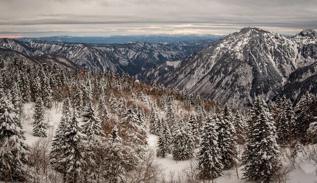 Hermosa foto de montañas boscosas cubiertas de nieve en invierno
