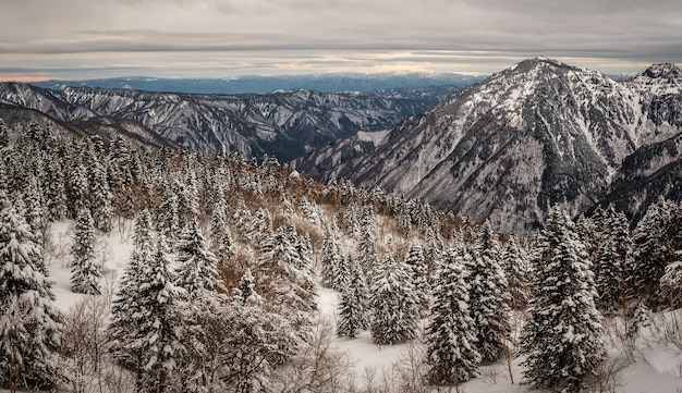 Hermosa foto de montañas boscosas cubiertas de nieve en invierno