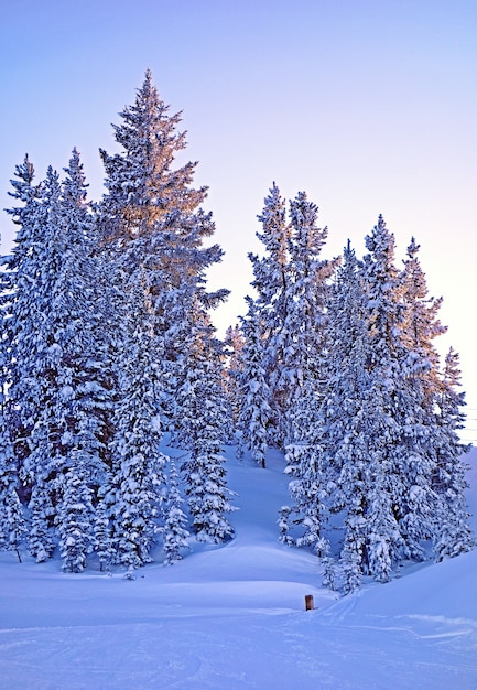 Hermosa foto de un montón de abetos en un bosque cubierto de nieve