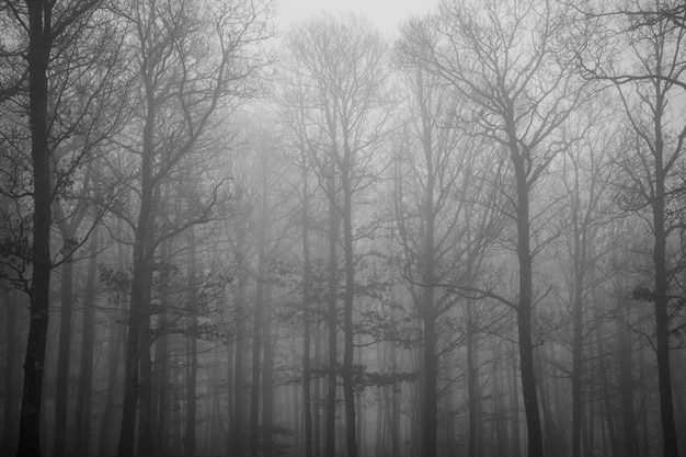 Hermosa foto de muchos árboles sin hojas cubiertos de niebla temprano en la mañana