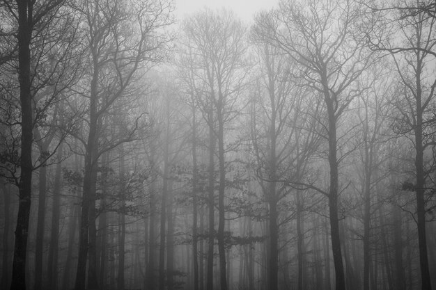 Hermosa foto de muchos árboles sin hojas cubiertos de niebla temprano en la mañana