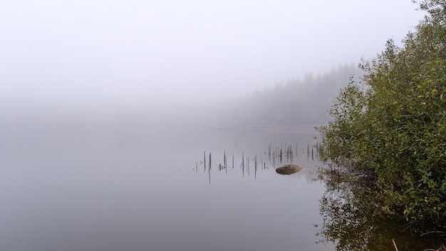 Hermosa foto de un muelle de madera reflejado en el mar rodeado de árboles cubiertos de niebla