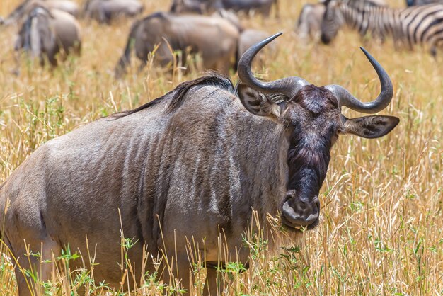 Hermosa foto del ñu africano en una llanura cubierta de hierba