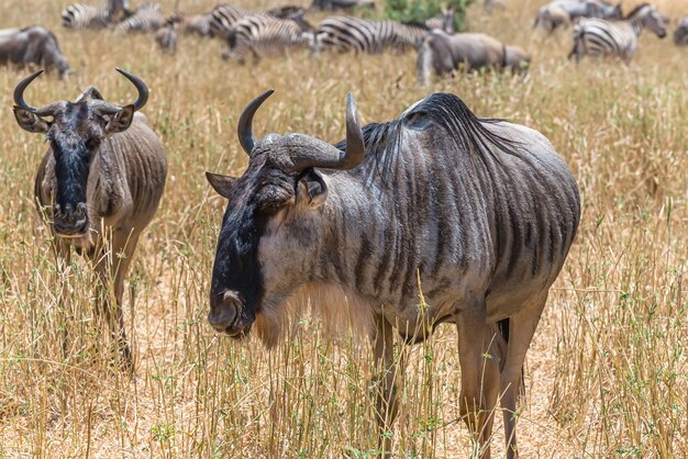 Hermosa foto de los ñus africanos en una llanura cubierta de hierba