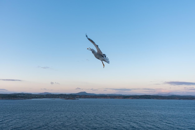 Foto gratuita una hermosa foto de las olas del mar un pájaro volando