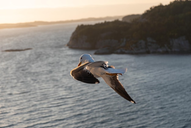 Foto gratuita una hermosa foto de las olas del mar un pájaro volando