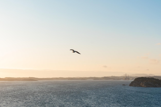 Una hermosa foto de las olas del mar Un pájaro volando