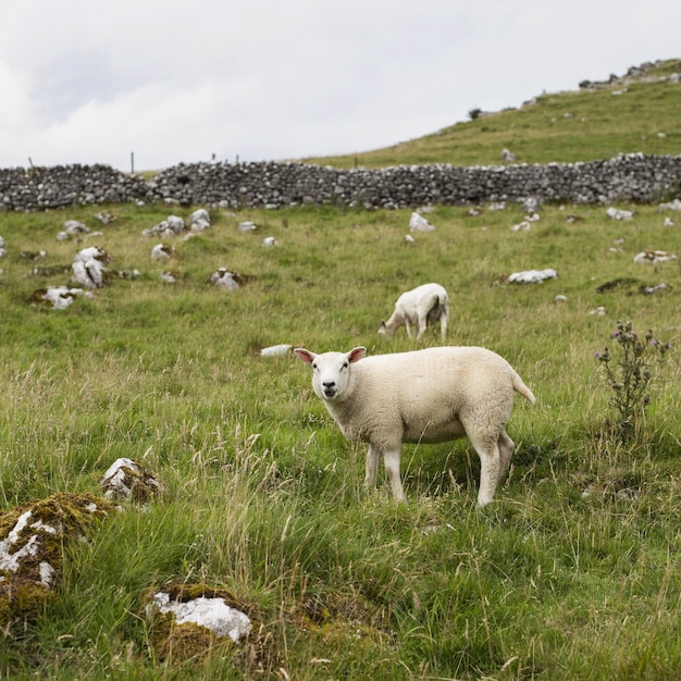 Hermosa foto de ovejas blancas pastando en una pradera con pasto verde y algunos árboles