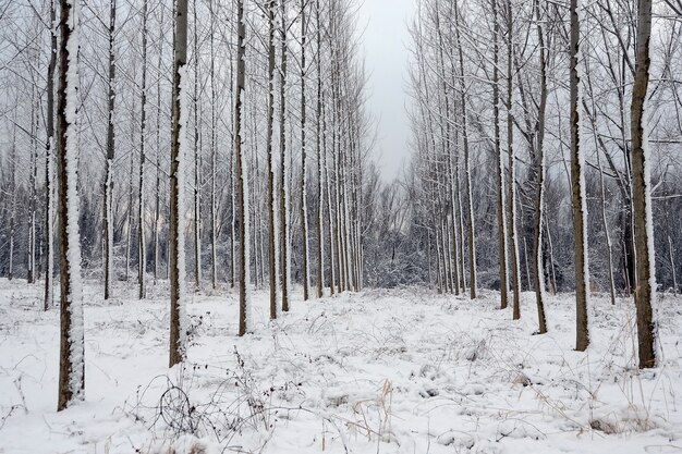 Hermosa foto de un paisaje de bosque nevado de invierno