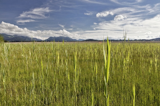 Hermosa foto de un paisaje de un campo verde con montañas