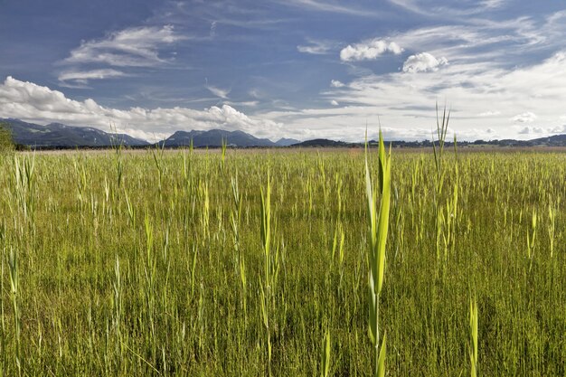 Hermosa foto de un paisaje de un campo verde con montañas
