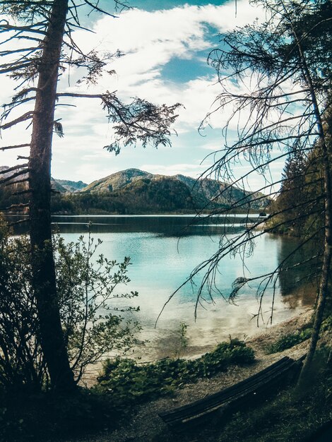 Hermosa foto del paisaje del lago y el bosque con vegetación