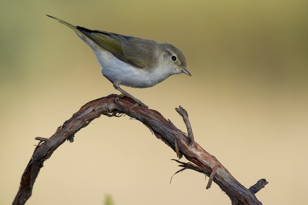 Hermosa foto de un pájaro chipe perdicera occidental (Phylloscopus bonelli) posado en una rama