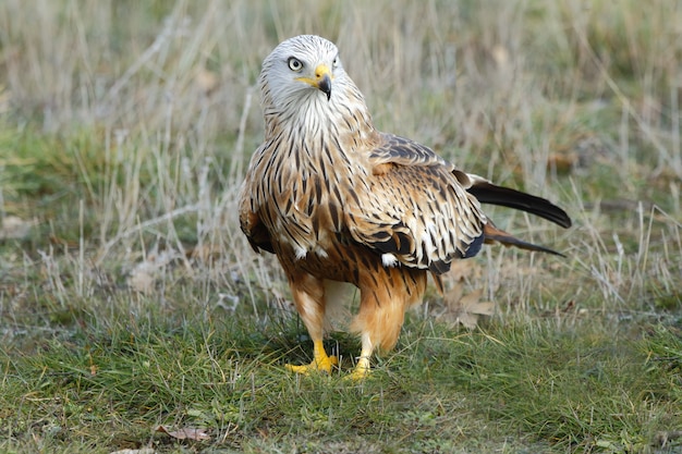 Hermosa foto de un pájaro cometa roja en el campo