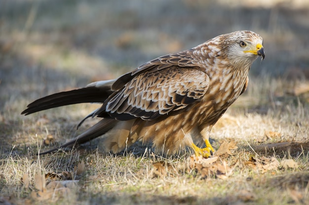 Hermosa foto de un pájaro cometa roja posado en el suelo en un campo