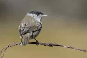 Foto gratuita hermosa foto de un pájaro de curruca capirotada en el alambre en el bosque