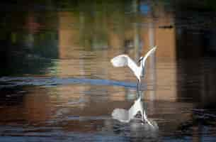 Foto gratuita hermosa foto de un pájaro garza blanca preparándose para el vuelo desde un lago