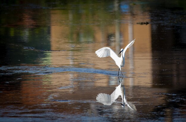 Hermosa foto de un pájaro garza blanca preparándose para el vuelo desde un lago