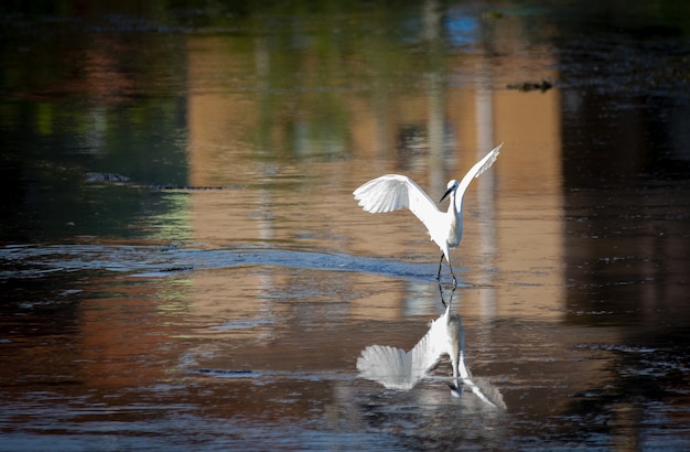 Hermosa foto de un pájaro garza blanca preparándose para el vuelo desde un lago