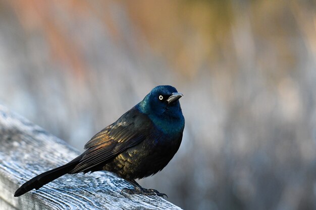 Hermosa foto de un pájaro grackle en el tronco de madera en el bosque