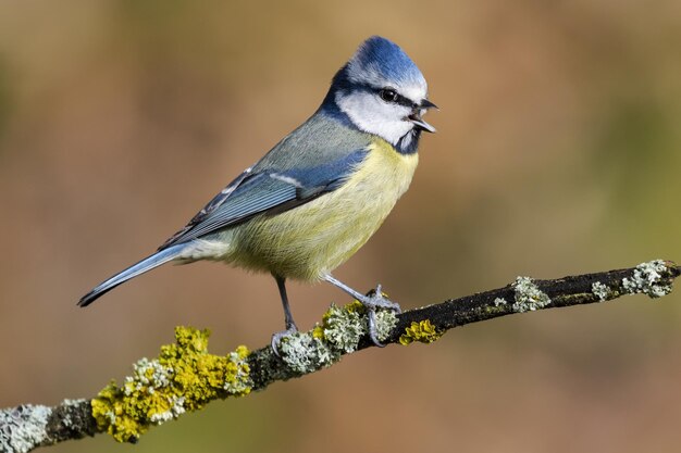 Hermosa foto del pájaro herrerillo común con su pico abierto sentado en una rama en primavera