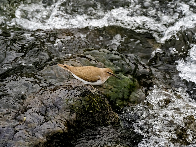 Hermosa foto de un pájaro lavandera común cerca del río Sakai en un bosque en Kanagawa, Japón