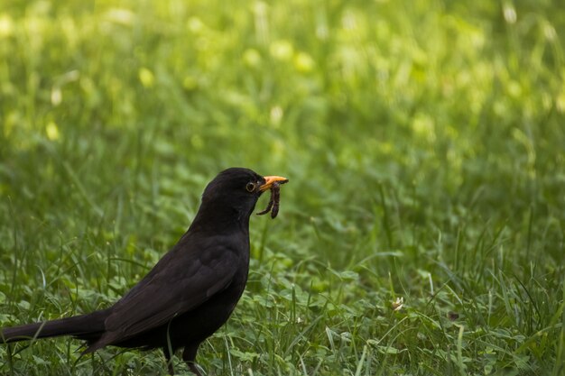 Hermosa foto de un pájaro negro de pie en el suelo con un gusano en su pico