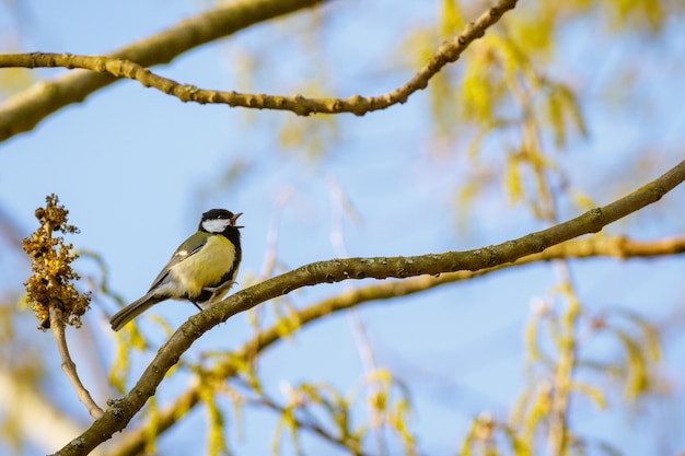 Foto gratuita hermosa foto de un pájaro posado en una rama de árbol floreciente con el cielo azul