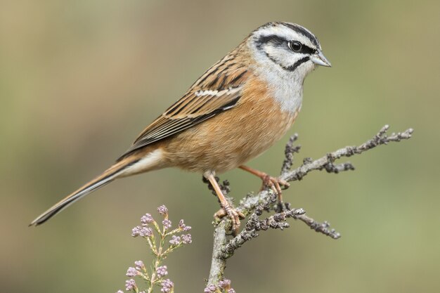 Hermosa foto de un pájaro Rock Bunting posado en una rama en el bosque