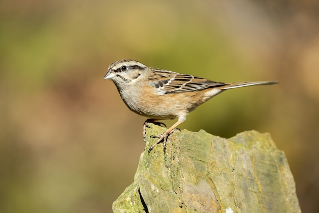 Hermosa foto de un pájaro Rock Bunting posado sobre una piedra en el bosque