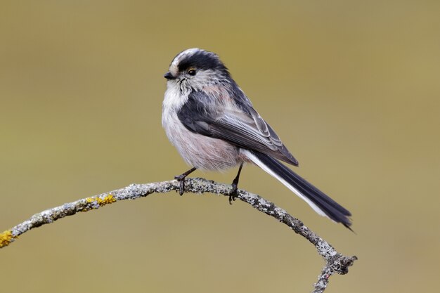 Hermosa foto de un pájaro tit de cola larga posado en una rama en el bosque