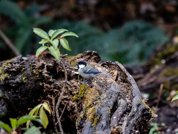 Hermosa foto de un pájaro tit japonés en el bosque en Yamato, Japón