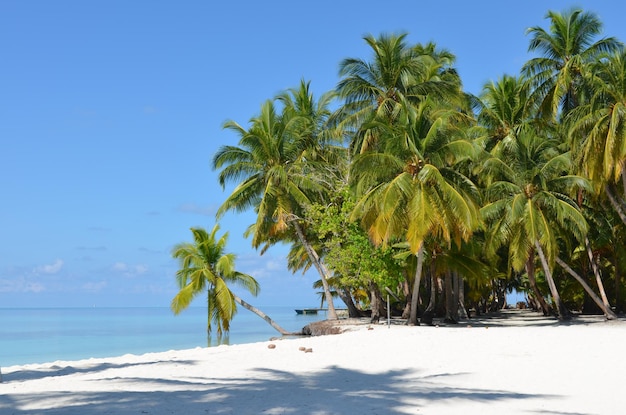 Hermosa foto de palmeras en una isla tropical con un cielo azul claro