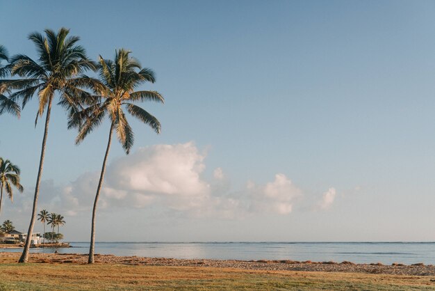 Hermosa foto de palmeras en la orilla del mar