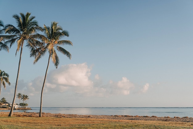 Hermosa foto de palmeras en la orilla del mar